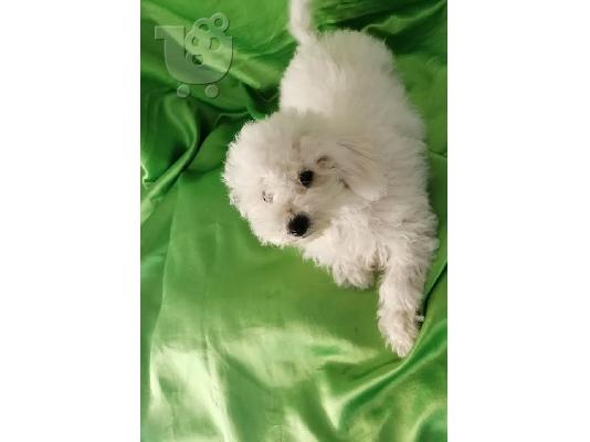 Curly Bichon, όμορφα κουτάβια